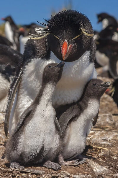 Falkland Islands, Bleaker Island. Rockhopper penguin and chicks