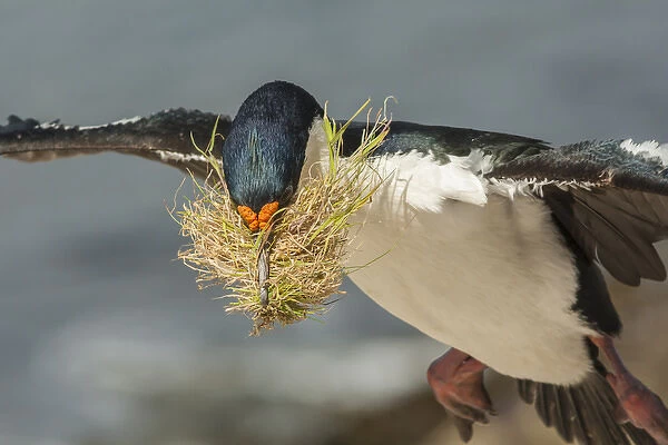 Falkland Islands, Carcass Island. Imperial shag flies with nesting material. Credit as