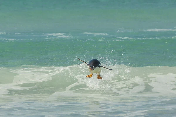 Falkland Islands, East Falkland, Volunteer Point. Gentoo penguin leaping in surf