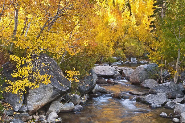 Fall color along Bishop Creek, Inyo National Forest, Sierra Nevada Mountains, California, USA