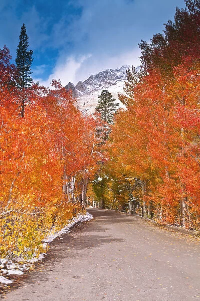 Fall color along the North Lake road, Inyo National Forest, Sierra Nevada Mountains
