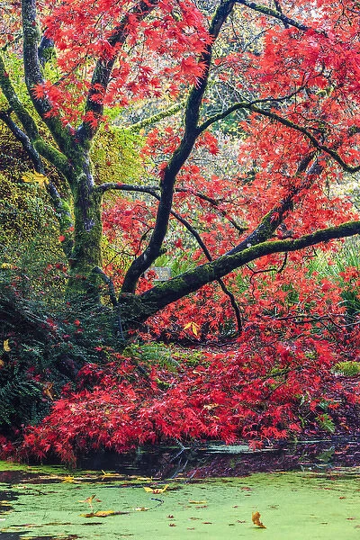 Fall colors. Arboretum. Seattle. Washington