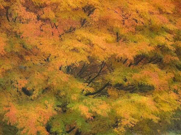 Fall colors in golden leaves of bigleaf maple with a soft focus look