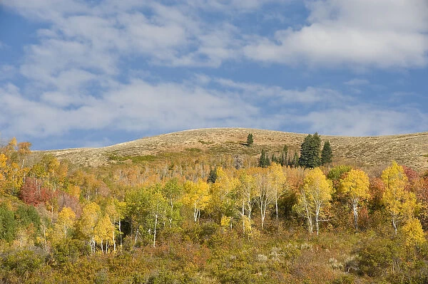Fall foliage in East Canyon, Uintah-Wasatch Cache National Forest, near Park City