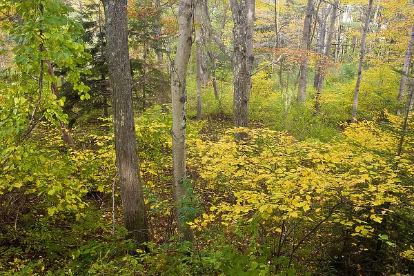 Fall foliage in a forest at the Benjamin Farm in Scarborough, Maine