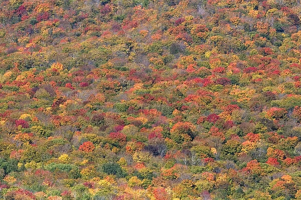 Fall foliage in the White Mountain National Forest, Grafton County, New Hampshire, USA