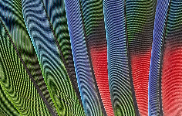 Fanned out Tail Feathers of the Blue headed Pionus