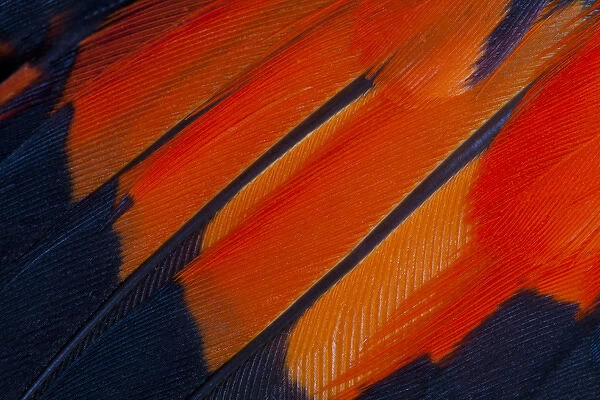Fanned out Wing Feathers in Red, Orange and Black