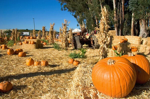 A farm selling pumpkins near San Rafael, California