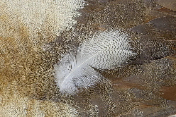 Feather lying on Egyptian Goose Breast Feathers