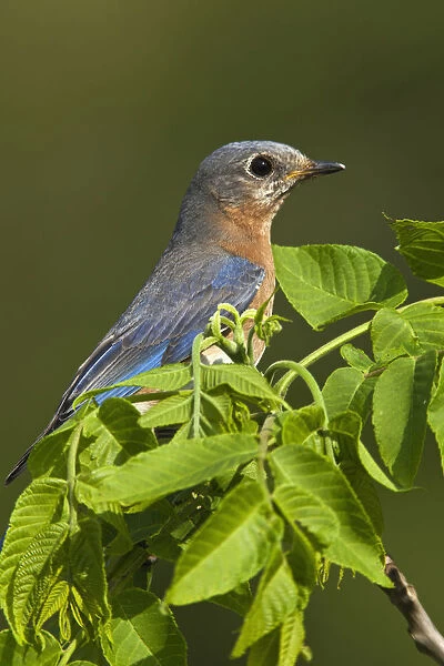 Female Eastern Bluebird with prey, Sialia sialis, Kentucky