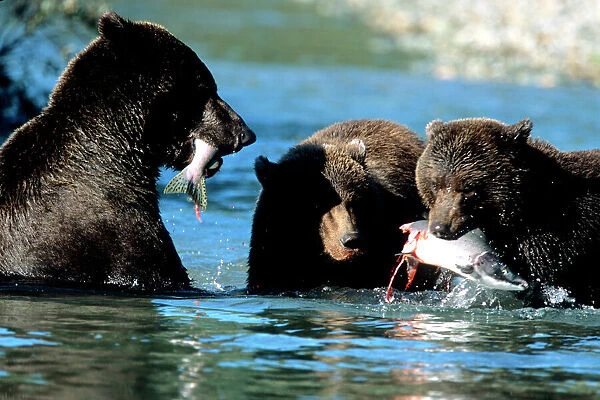 Female Grizzly and Cubs Sharing Salmon in Water, U. S. A, Alaska, Katmai Peninsula