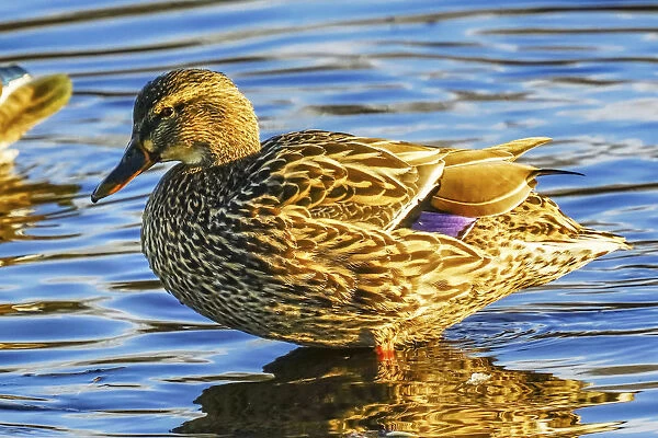 Female mallard duck, Juanita Bay Park, Kirkland Washington State