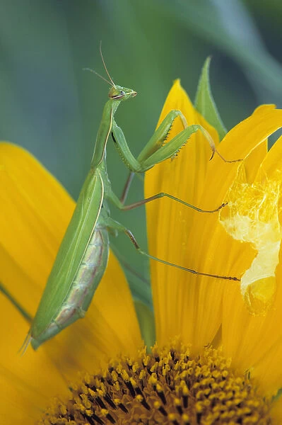 Female praying mantis with egg sac on sunflower