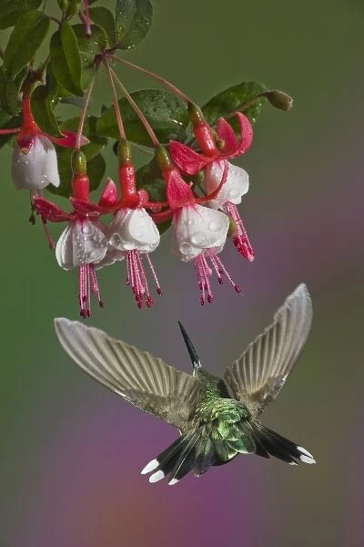 Female Ruby Throated Hummingbird in flight, Archilochus colubris, Kentucky