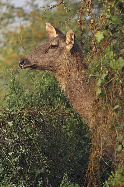 Female Sambar Deer, Keoladeo National Park, India