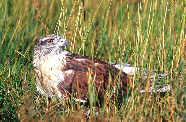 Ferruginous Hawk Buteo regalis Native to Central & Western US (Rehab Animal)
