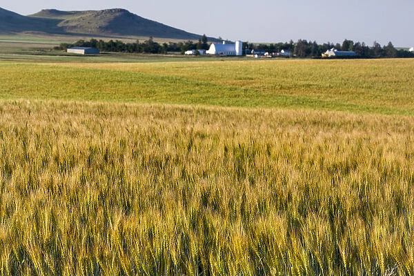 Field of mid-growth wheat near Regent, North Dakota, USA