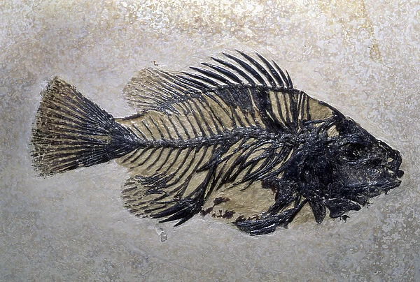 Fish Fossil, Wyoming, USA