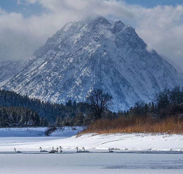 Flock of Trumpeter swans swim at Oxbow Bend in front of Mount Moran