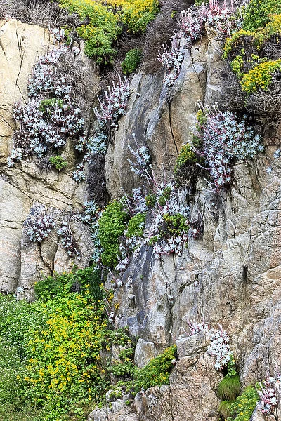 Flowers as cliff hangers. Garrapata State Park, Big Sur, California, US