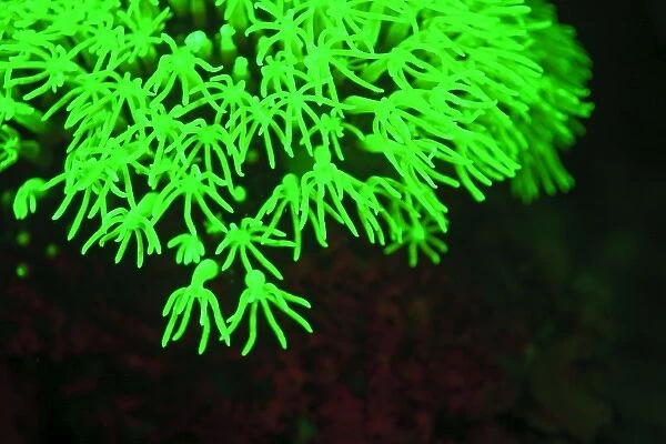 Fluorescence emitted in corals, captured using special barrier filter. Tawali Resort