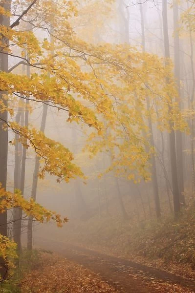 Fog and Autumn