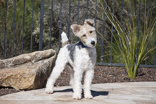 A Fox Terrier puppy standing on a patio next to a rock