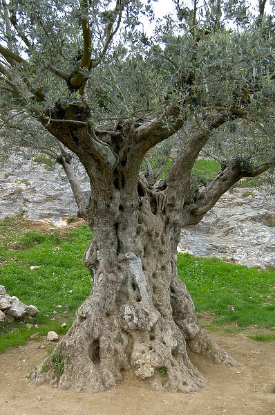 03. France, Pont du Gard, 1, 000 year old olive tree
