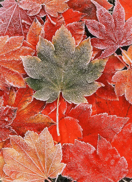 Frozen autumn leaves, close-up