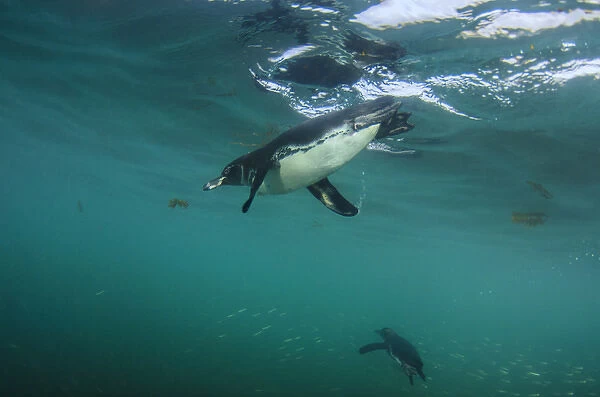 Galapagos Penguin (Spheniscus mendiculus) GALAPAGOS ISLANDS, ECUADOR