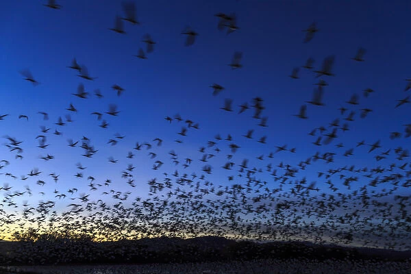 Geese take off after sunset, Bosque del Apache, New Mexico