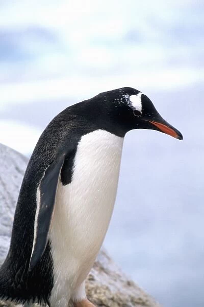 Gentoo Penguin on ledge with ice in Antarctica Peninsula wildlife birds