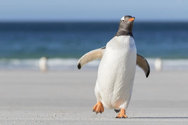 Gentoo Penguin (Pygoscelis papua), Falkland Islands