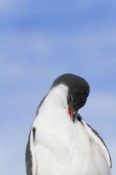 Gentoo Penguin (Pygoscelis papua) chicks, Dorian Bay, Antarctica