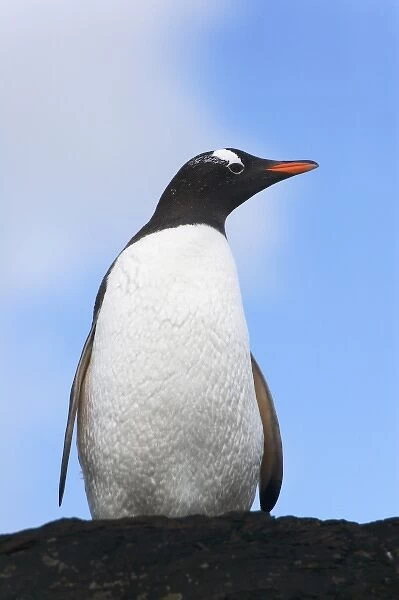 Gentoo Penguin (Pygoscelis papua), Cooper Baby, South Georgia, Antarctica