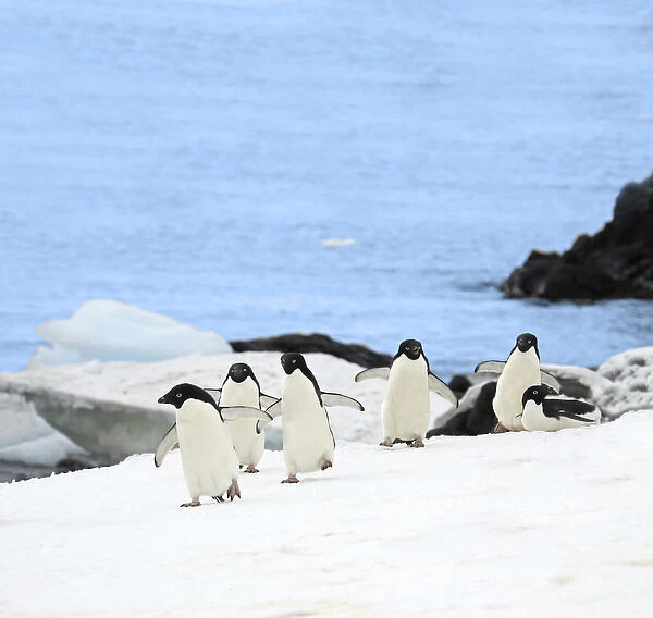 Gentoo penguins (Pygoscelis papua) waddle away from the Arctic Sea toward their rookery