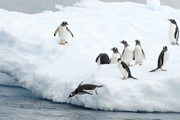 gentoo penguins, Pygoscelis Papua, and chinstrap penguin, Pygoscelis antarctica, on glacial ice