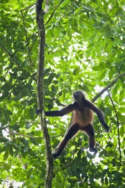 Geoffroys Spider Monkey (Ateles geoffroyi) aggressively screams and howls to