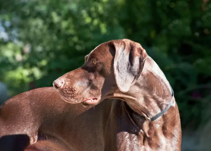 Framed Print : A German Shorthaired Pointer Looking Over His Shoulder Print Framed Print : A German Shorthaired Pointer Looking Over His Shoulder Print