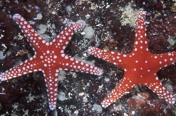 Ghardaqa brittle star, Fromia ghardaqana, Zabargad island, Red Sea, Egypt