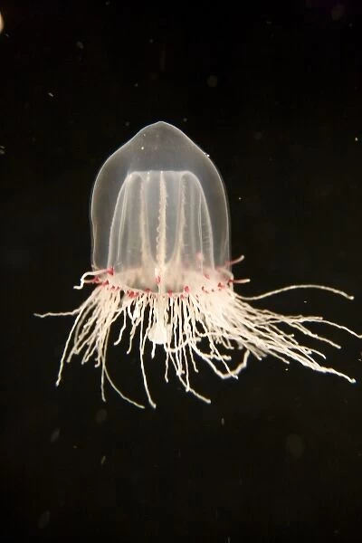 A Giant Bell Jelly (Polyorchis sp) at the Monterey Bay Aquarium - Monterey, California