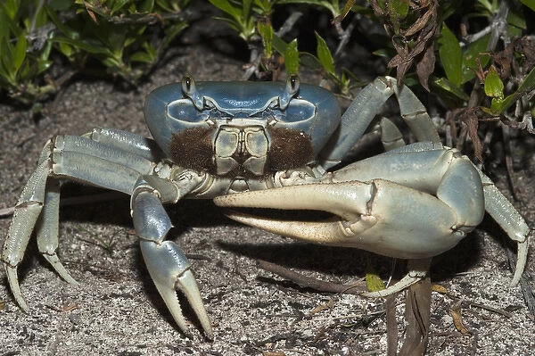 Giant Land Crab (Cardisoma guanhumi) Mahahual Penninsula South Yucatan Peninsula