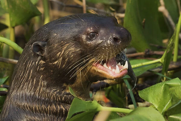 Giant otter close-up
