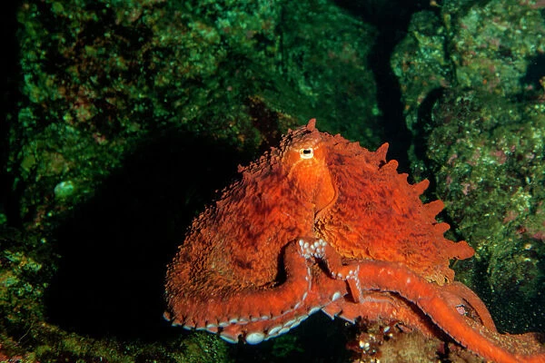 Giant Pacific Octopus Portrait off Vancouver Island, B.C