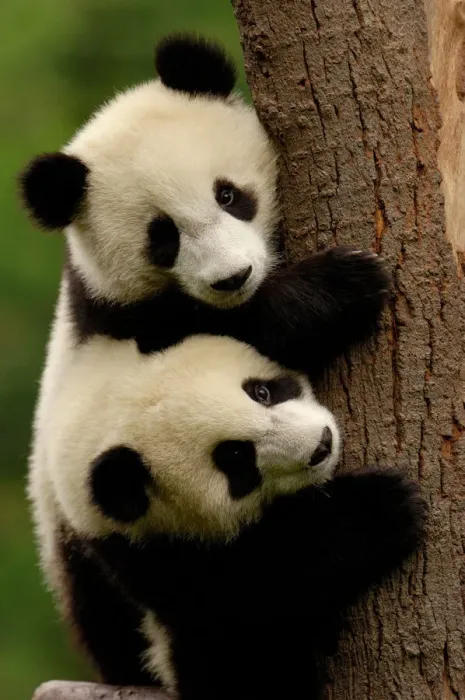 Framed Print : Giant Panda Babies Print Framed Print : Giant Panda Babies Print