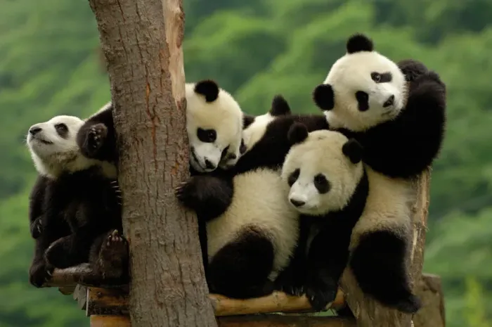 Framed Print : Giant Panda Babies Print Framed Print : Giant Panda Babies Print