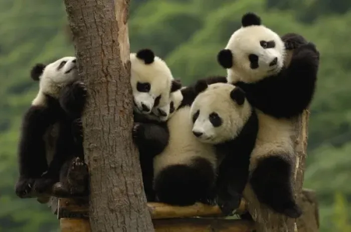 Framed Print : Giant Panda Babies China Print Framed Print : Giant Panda Babies China Print