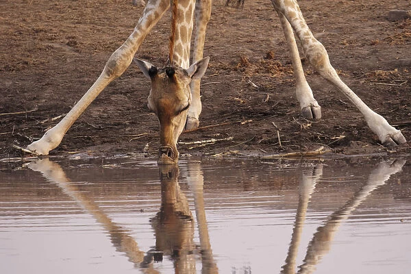 A giraffe (Giraffa camelopardalis angiogenesis) bends down to drink at Chudob waterhole