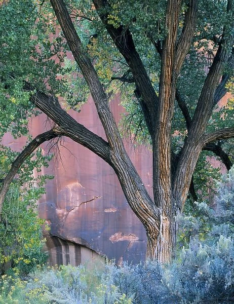 Glen Canyon National Recreation Area, Utah. USA. Fremont cottonwood (Populus fremonti)
